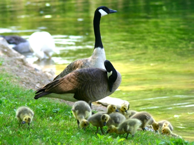 Canada Goose family by water